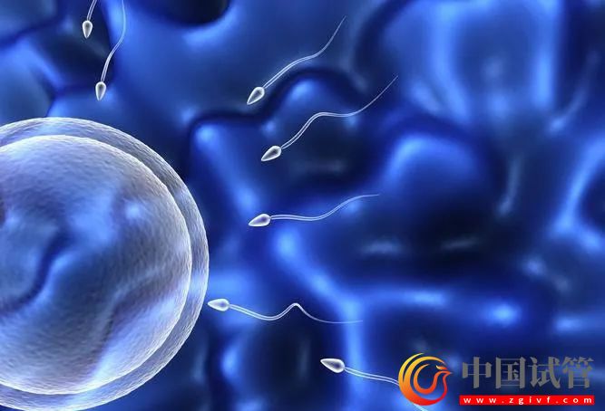 染色体平衡易位做第三代试管能规避成功吗?(图1) 染色体平衡易位做第三代试管能规避成功吗?(图1)