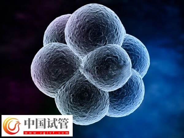 为什么试管婴儿移植优质胚胎不着床(图1) 为什么试管婴儿移植优质胚胎不着床(图1)