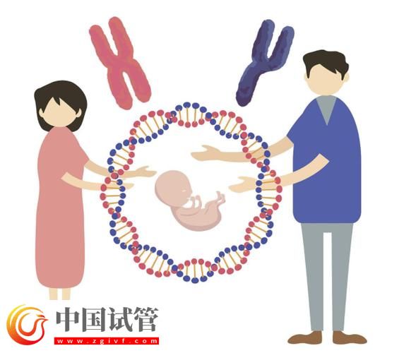 基因与第三代试管婴儿的结合(图2) 基因与第三代试管婴儿的结合(图2)