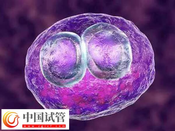 试管可不可以移植两个胚胎？(图1)