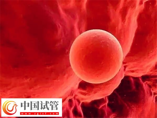 囊胚4bb和5bb哪个成功率高(图2) 囊胚4bb和5bb哪个成功率高(图2)