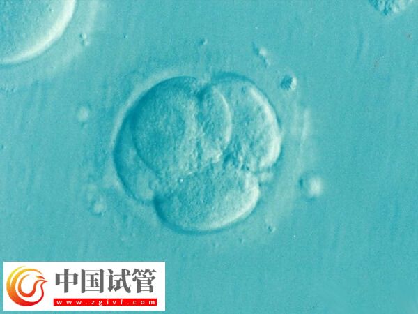 鲜胚与囊胚有什么不同(图2)