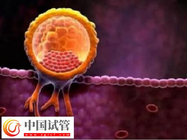 试管婴儿一次放几个胚胎好(图1)