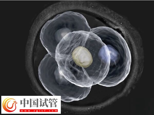 试管婴儿7个胚胎算不算少(图1) 试管婴儿7个胚胎算不算少(图1)
