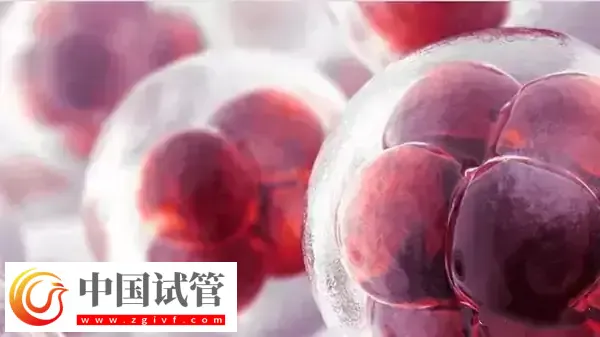 高龄是不是适合养囊胚(图3) 高龄是不是适合养囊胚(图3)