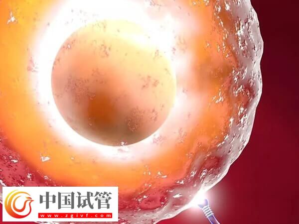 注射普丽康卵泡一天长多少(图1) 注射普丽康卵泡一天长多少(图1)