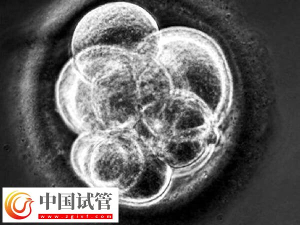 为什么三代试管胚胎优质不着床(图1) 为什么三代试管胚胎优质不着床(图1)